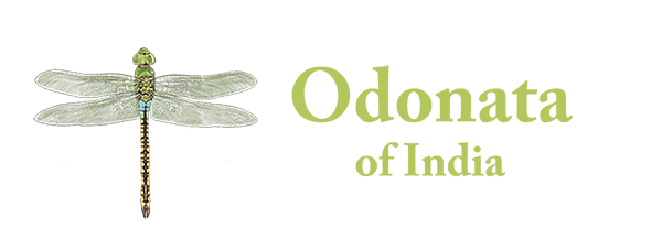 Odonata of India