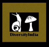DiversityIndia logo