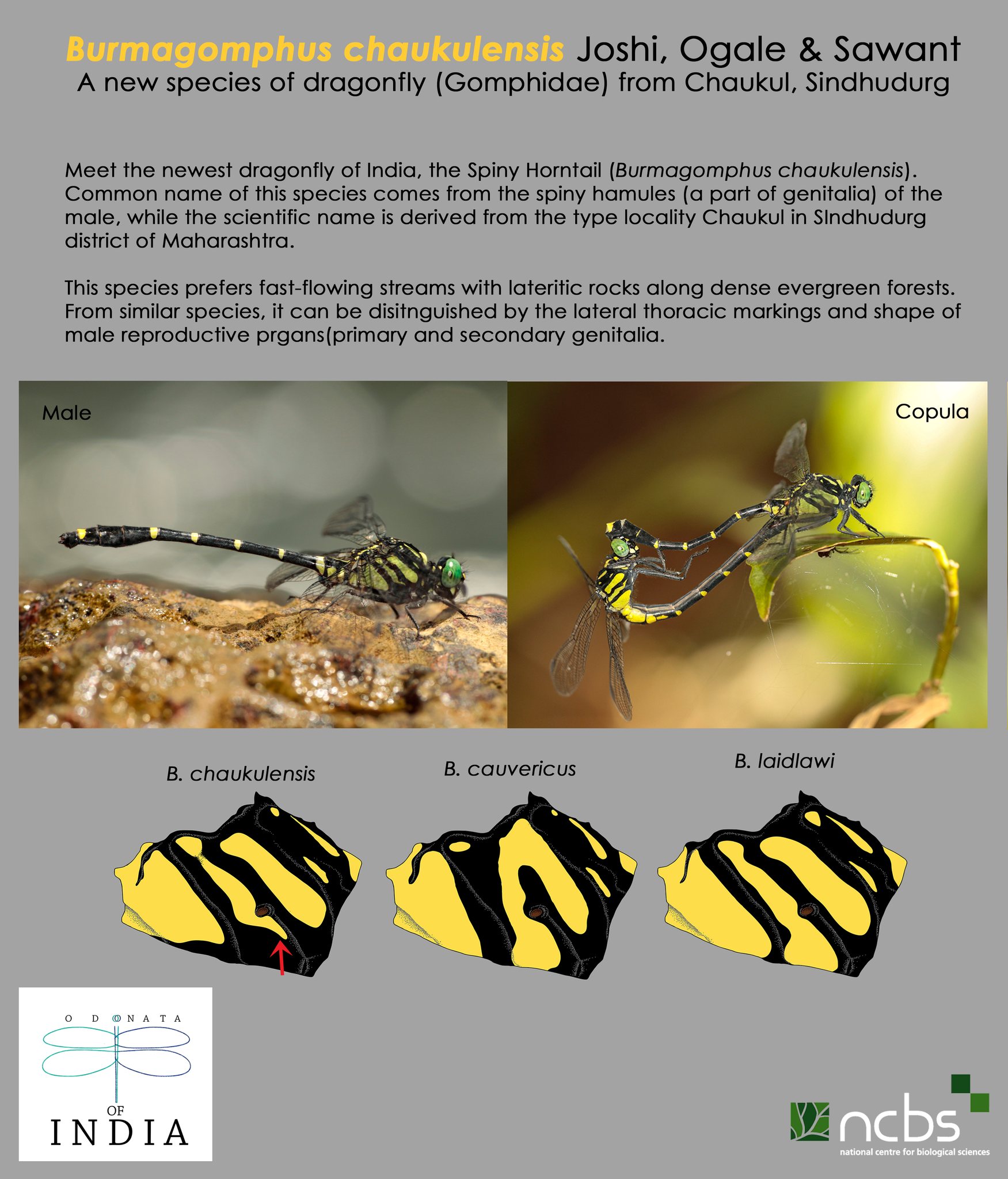 New species of dragonfly (Gomphidae) from Chaukul, Sindhudurg