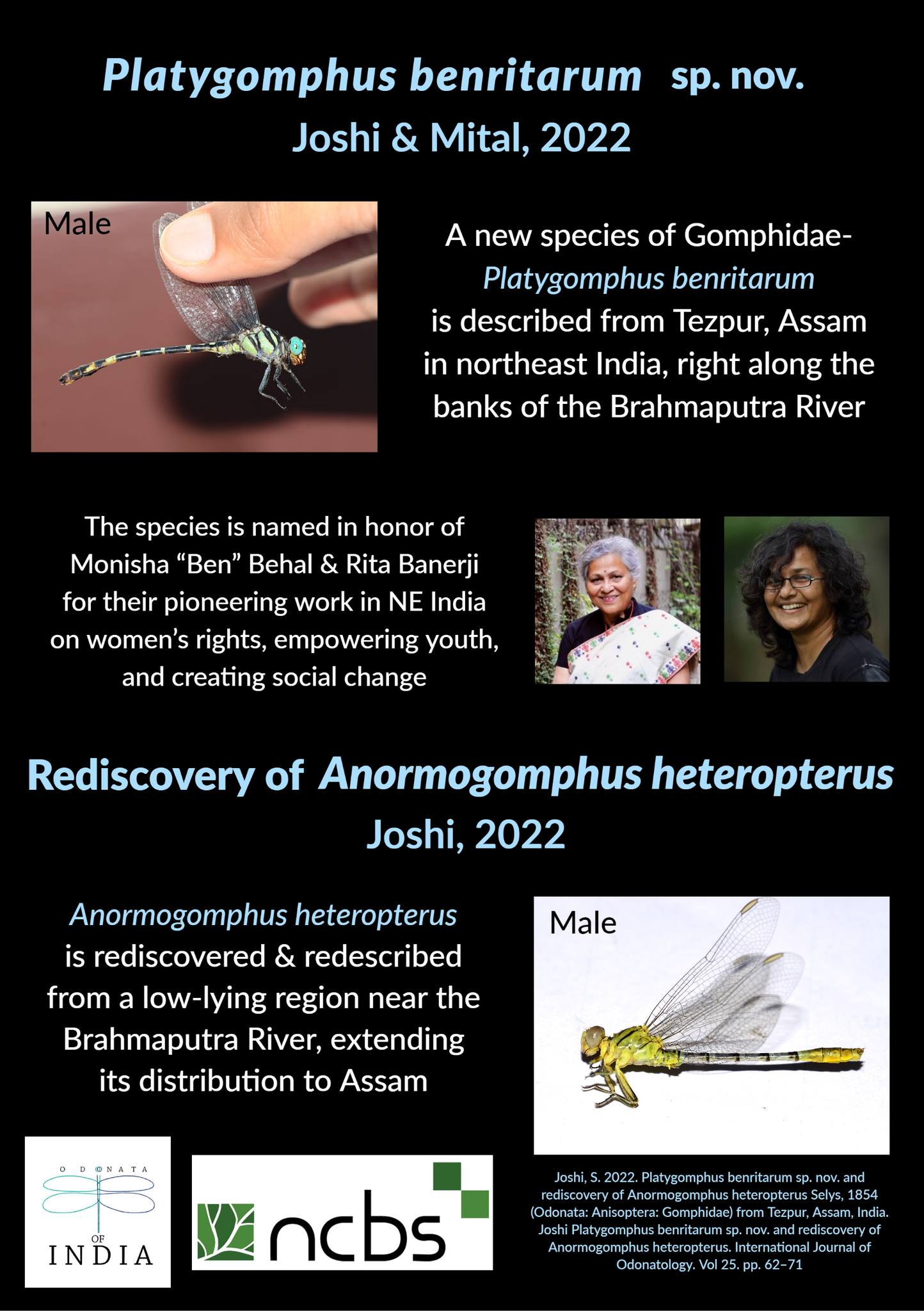 New species of dragonfly Platygomphus benritarum and rediscovery of a rare Gomphid dragonfly