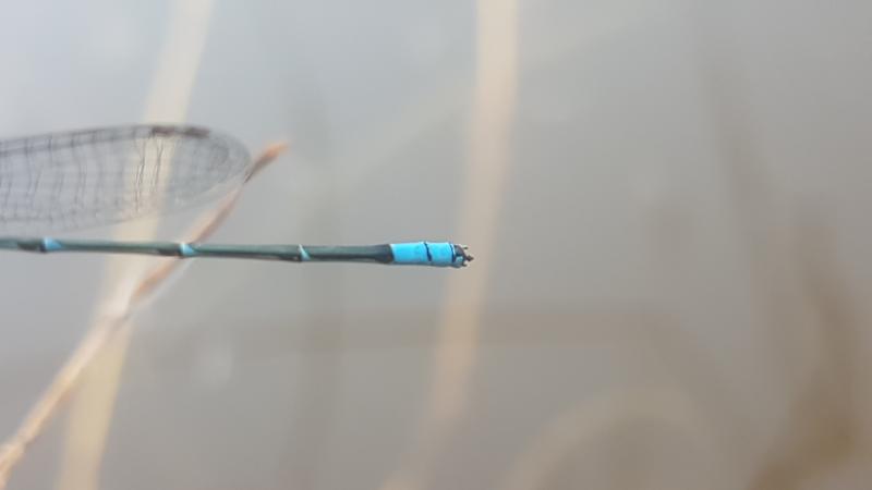 OOI-pmw876