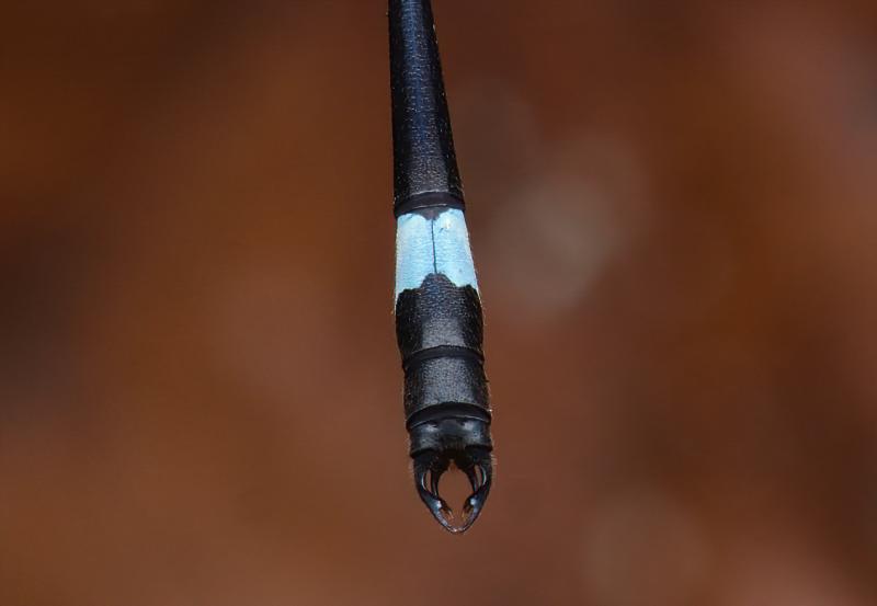 OOI-pmx171
