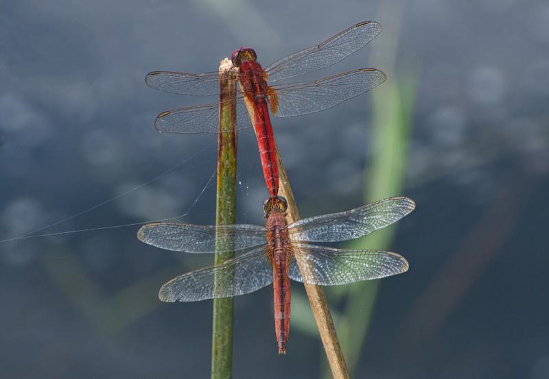 Mating with andromorph female 