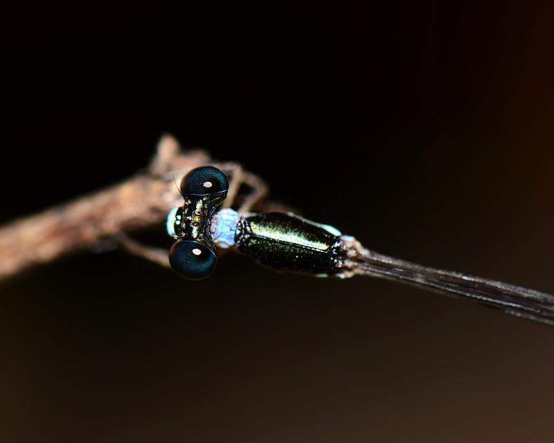 OOI-pna006