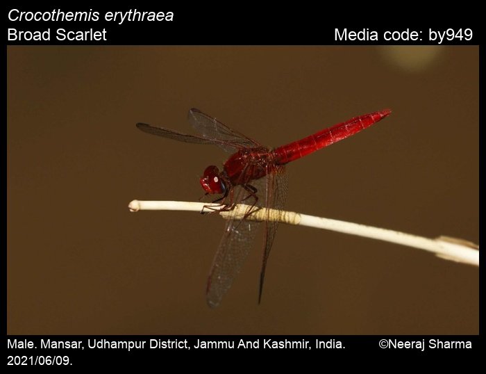Crocothemis erythraea Odonata