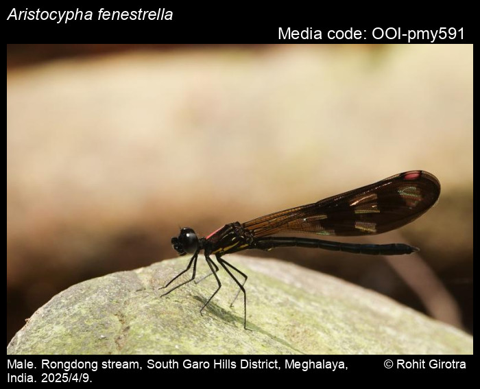 OOI-pmy591