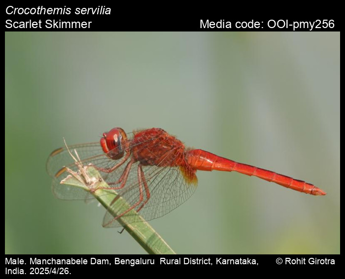OOI-pmy256