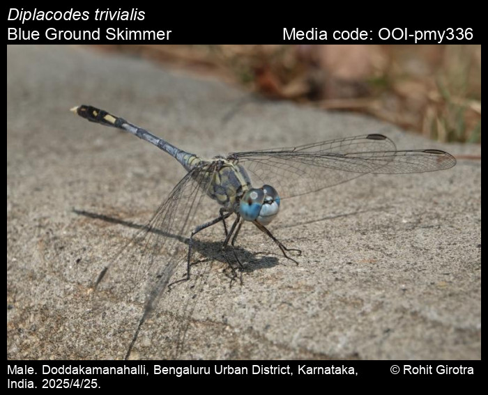 OOI-pmy336