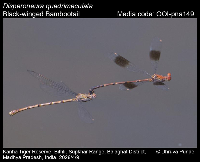 OOI-pna149