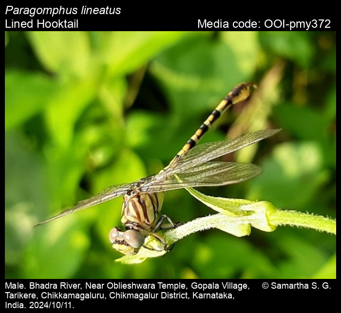 OOI-pmy372