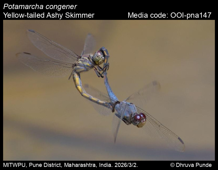 OOI-pna147