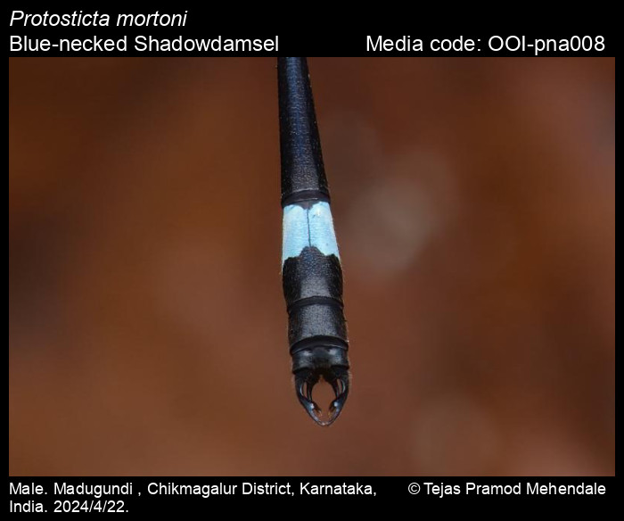 OOI-pna008