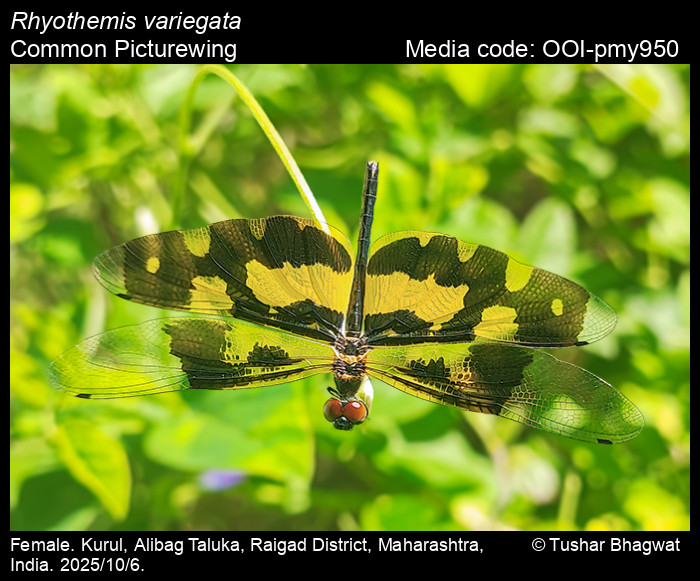 OOI-pmy950