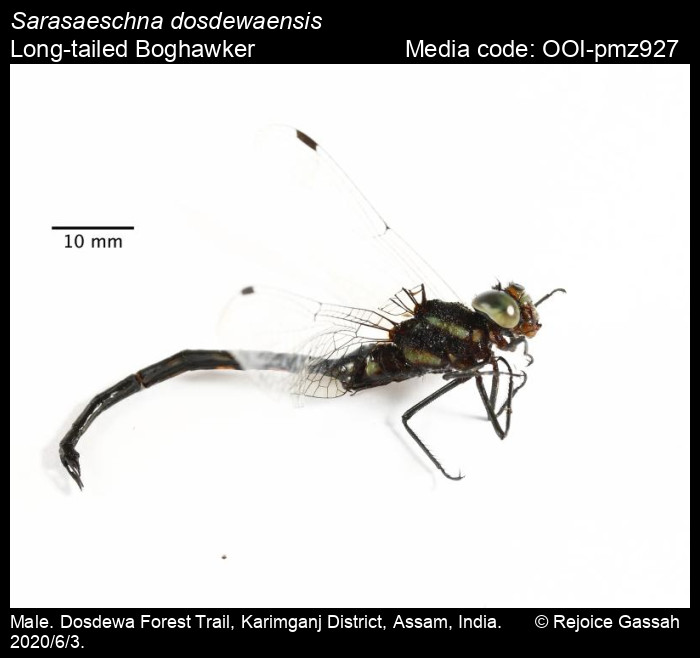OOI-pmz927