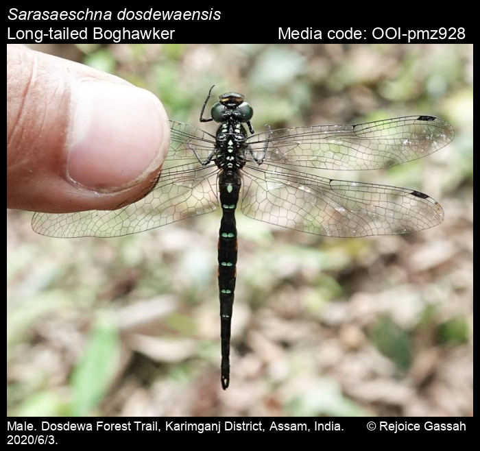 OOI-pmz928