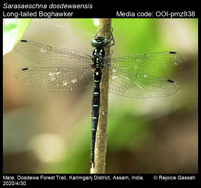 OOI-pmz938
