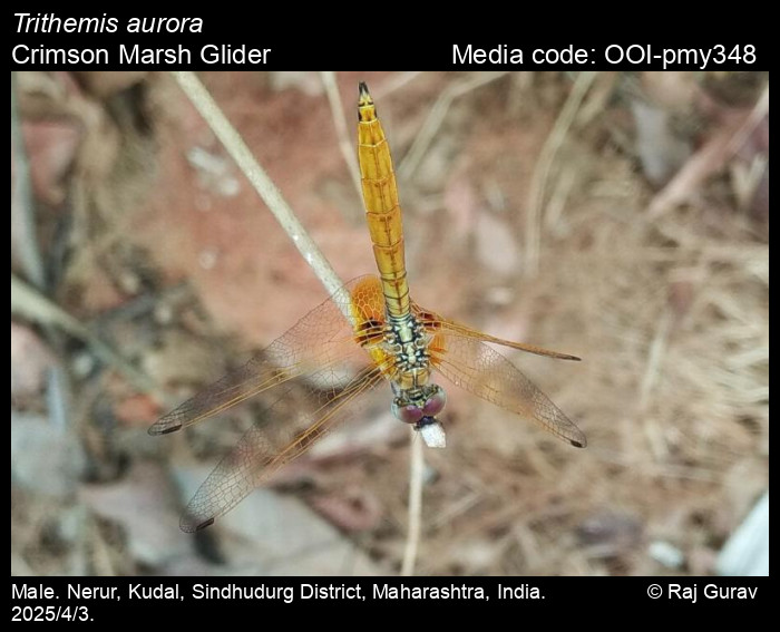 OOI-pmy348