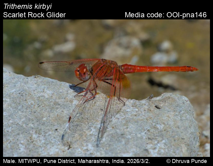 OOI-pna146