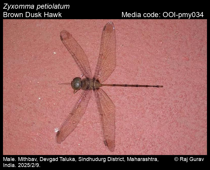 OOI-pmy034