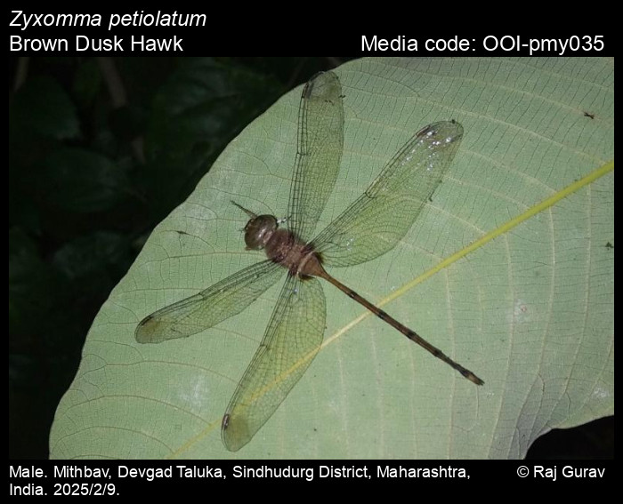 OOI-pmy035