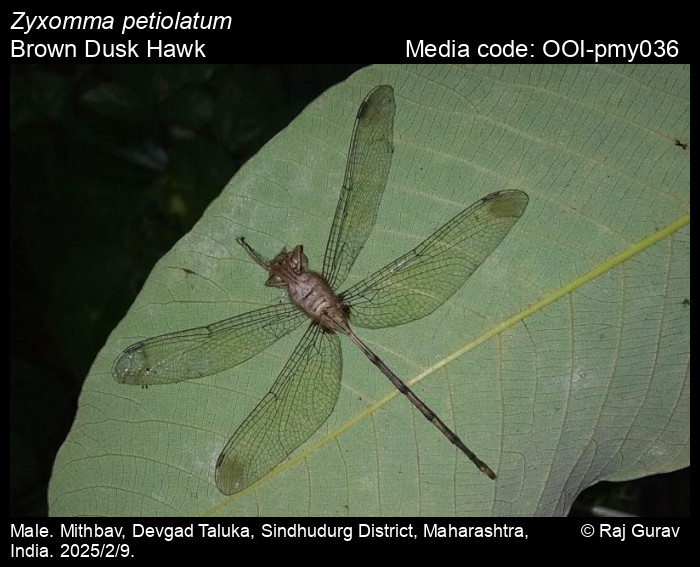 OOI-pmy036