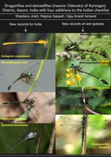 Four additions to the Indian odonata fauna