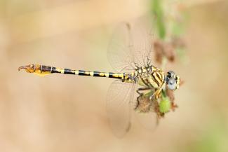 Odonata of India website turns 8 years old!